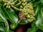 042-honey bee