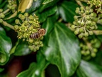 045-honey bee