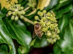 043-honey bee