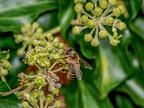 048-honey bee