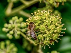 055-honey bee