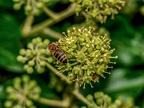 056-honey bee