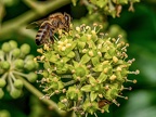 060-honey bee