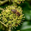 064-honey bee