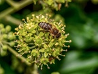 064-honey bee