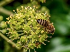 067-honey bee