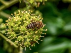 066-honey bee