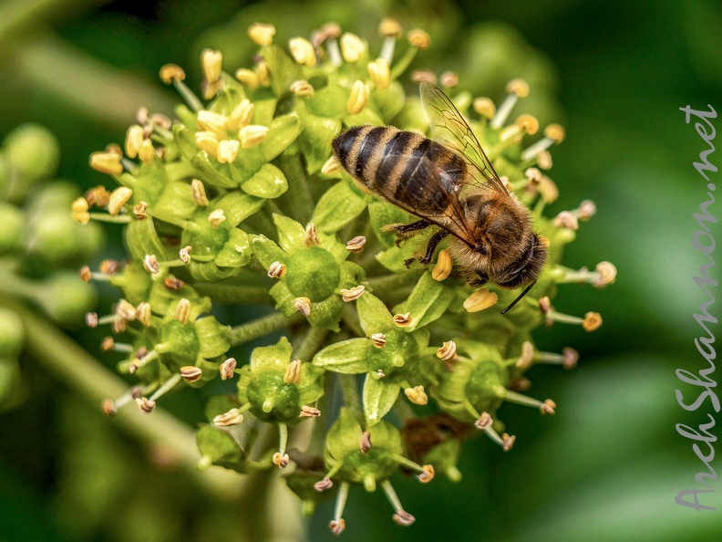 065-honey bee.jpg