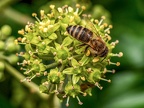 065-honey bee