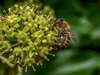 070-honey bee