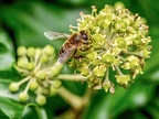 079-honey bee