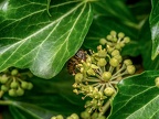 088-honey bee