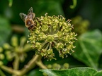090-honey bee