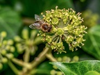 091-honey bee