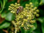 093-honey bee