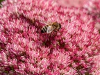 096-honey bee