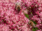 099-honey bee