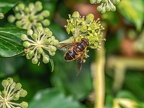 102-honey bee