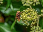 122-hornet hoverfly