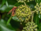 123-hornet hoverfly