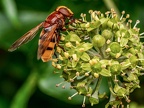 124-hornet hoverfly