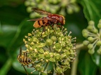129-hornet hoverfly
