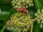 130-hornet hoverfly