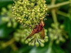 138-hornet hoverfly