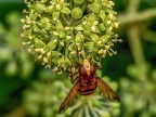 139-hornet hoverfly