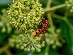 141-hornet hoverfly