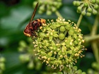 153-hornet hoverfly
