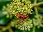 158-hornet hoverfly