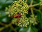 157-hornet hoverfly