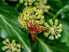 160-hornet hoverfly