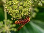165-hornet hoverfly