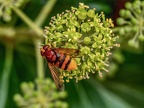 168-hornet hoverfly