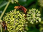 175-hornet hoverfly