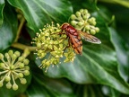 179-hornet hoverfly
