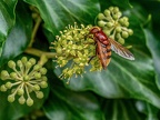 178-hornet hoverfly