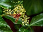 187-hornet hoverfly