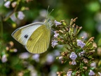 0186-whiting butterfly-pieridae