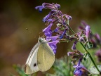 0187-whiting butterfly-pieridae