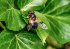 0202-common forest hoverfly