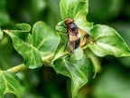 0203-common forest hoverfly