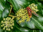 0217-hornet hoverfly