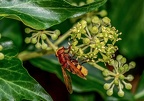 0218-hornet hoverfly