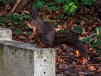 0887-dortmund - east cemetery