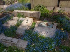 0341-cologne melaten cemetery