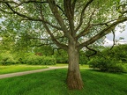 077-dortmund romberg park botanical garden