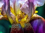 173-dortmund romberg park botanical garden